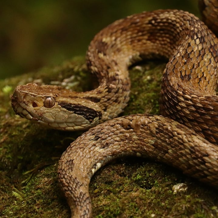 Bothrops Jararaca