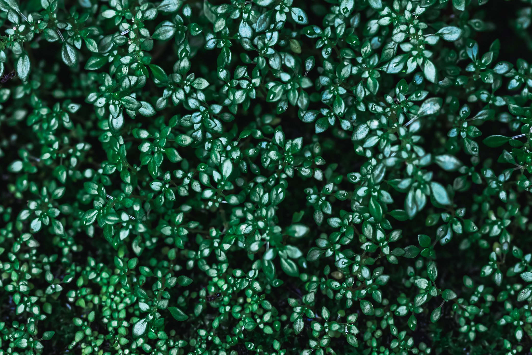 Top View of Wet Plant Leaves