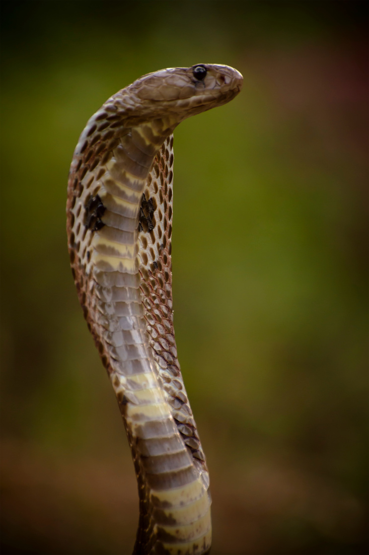 cobra